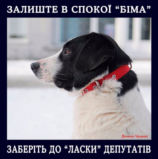 «Заберіть депутатів у «Ласку». Facebook «вибухнув» дописами на підтримку знаменитого луцького собаки
