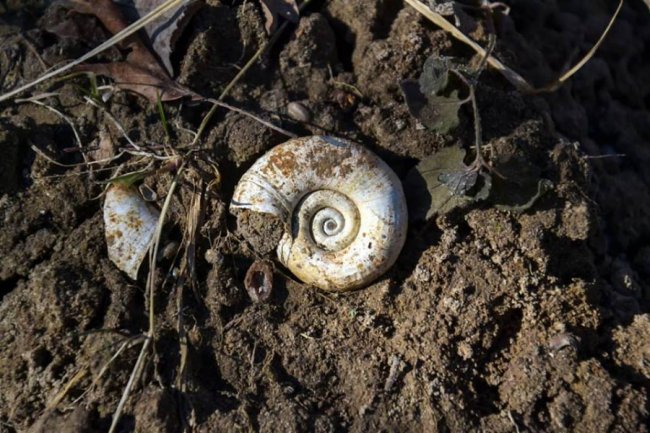 Сонце, весна, котики: як Луцьк прокидається після зими. ФОТО