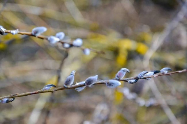 Сонце, весна, котики: як Луцьк прокидається після зими. ФОТО