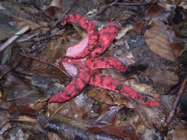 Смердючий ріг восьминога