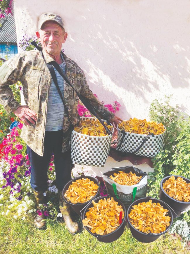 Як за декілька годин зібрати причіп лисичок: поради волинського грибника