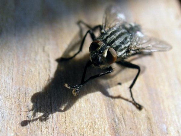 Автор - Максим Мандзюк