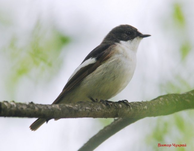 Волинський фотограф «упіймав» грайливу пташку