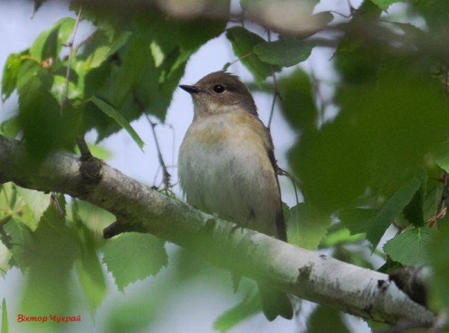 Волинський фотограф «упіймав» грайливу пташку