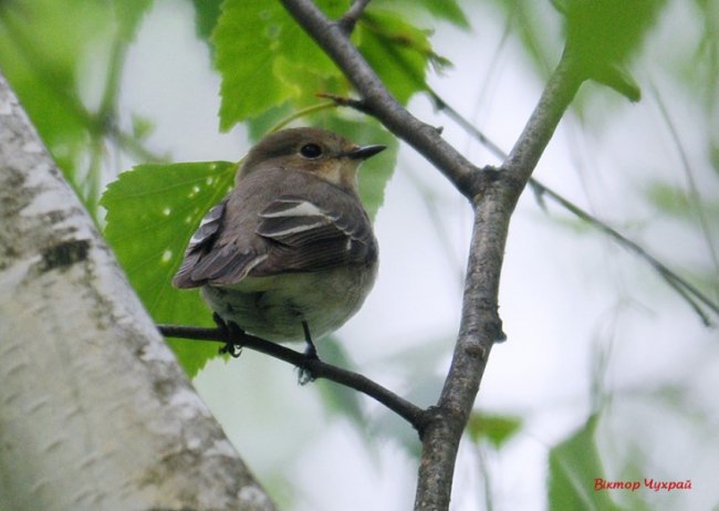 Волинський фотограф «упіймав» грайливу пташку
