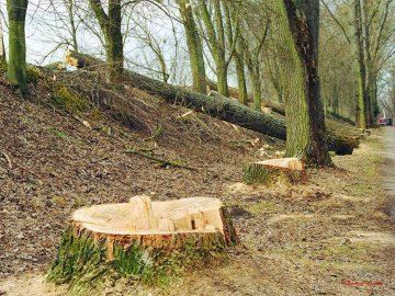 Мавки не живуть у бетонній плитці, - фотограф про луцький парк