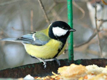 У дворі волинської школи з'явився «ресторанчик» для птахів. ФОТО