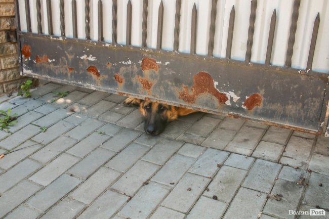 Безіменна вулиця і неназваний ставок: чим особливий неквапливий Вишків. ФОТО