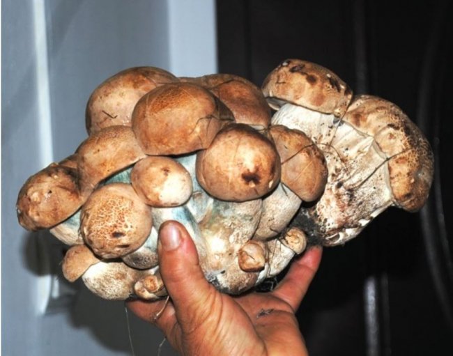 Грибний «букет»: волинянка в лісі знайшла 35 підосичників. ФОТО