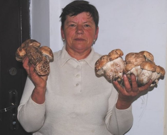 Грибний «букет»: волинянка в лісі знайшла 35 підосичників. ФОТО