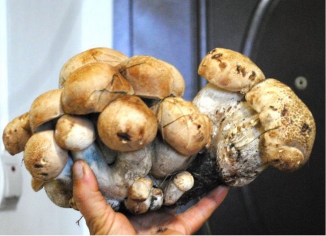 Грибний «букет»: волинянка в лісі знайшла 35 підосичників. ФОТО