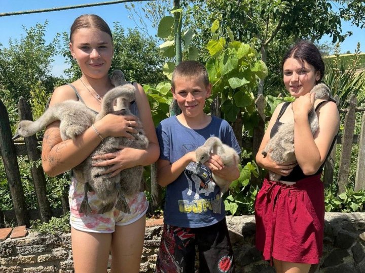 Діти принесли до Луцького зоопарку осиротілих лебедят