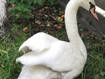 Не міг злетіти: у Луцьку врятували лебедя