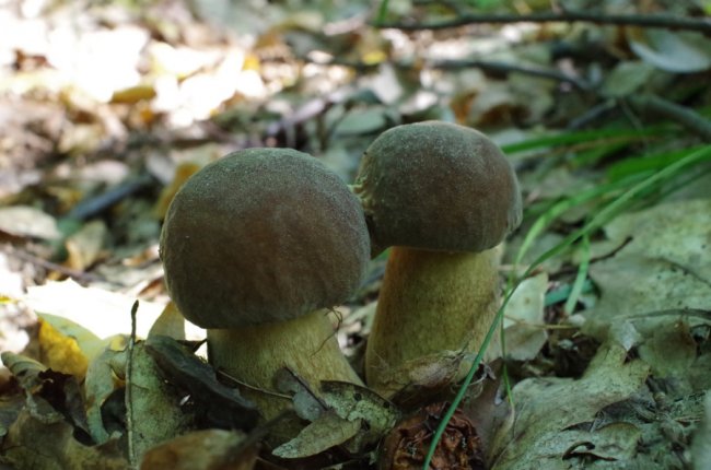 «Спотикаючись через гриби, ледь вийшов з лісу», – волинянин похизувався врожаєм. ФОТО