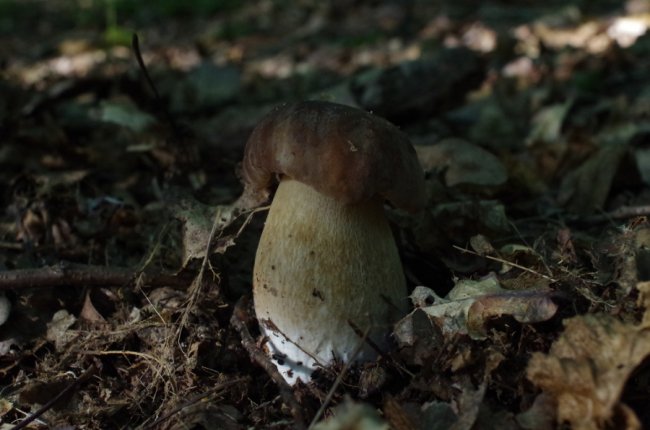 «Спотикаючись через гриби, ледь вийшов з лісу», – волинянин похизувався врожаєм. ФОТО