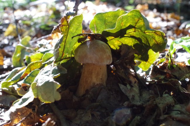 «Спотикаючись через гриби, ледь вийшов з лісу», – волинянин похизувався врожаєм. ФОТО
