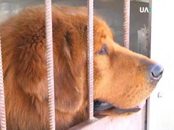 Маленьку собачку вже загризли: на Рівненщині з розплідника втікають мастифи. ВІДЕО