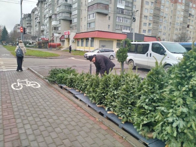 Скільки коштує ялинка в Луцьку
