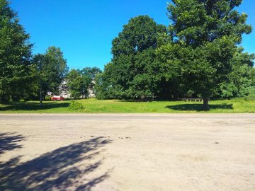 У селі на Волині негода повалила пам'ятного дуба. ФОТО