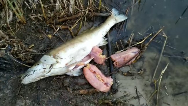 У Рожищенському районі – масова загибель риби. ФОТО