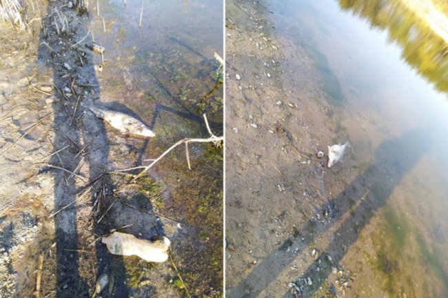 У Рожищенському районі – масова загибель риби. ФОТО