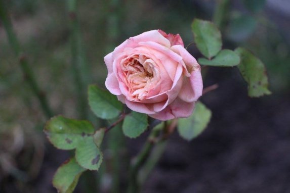 Повернення заручників та графіті з котами. Добрі новини Волині