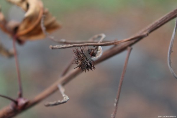 У Луцьку похворіли каштани. ФОТО