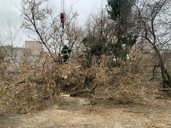 У Луцьку на автомобіль впало дерево
