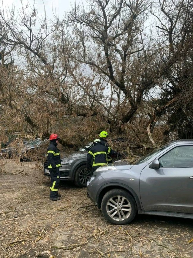 У Луцьку на автомобіль впало дерево