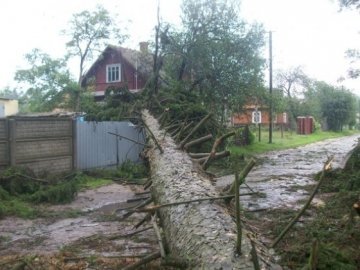 На Рівненщині під час бурі повиривало багаторічні дуби. ФОТО