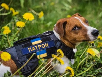 Подарунки для Патрона і пам'ятна монета: добрі новини від ВолиньPost за 18 липня 