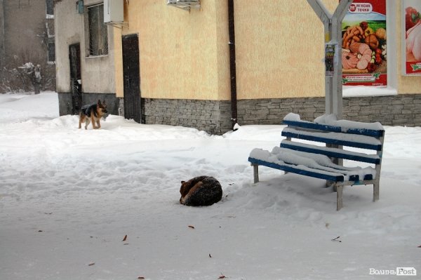 Як Луцьк замело снігом. ФОТО