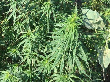 У Луцьку біля дороги виявили насадження конопель. ФОТО