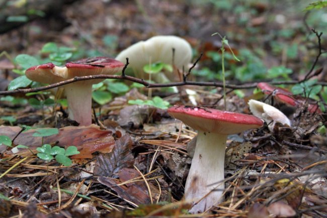 Водосховище та затоплений ліс: подорож цуманськими дібровами. ФОТО