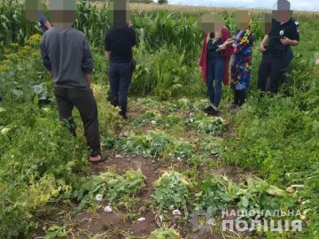На городах у волинян поліцейські знайшли багато кущів маку. ФОТО