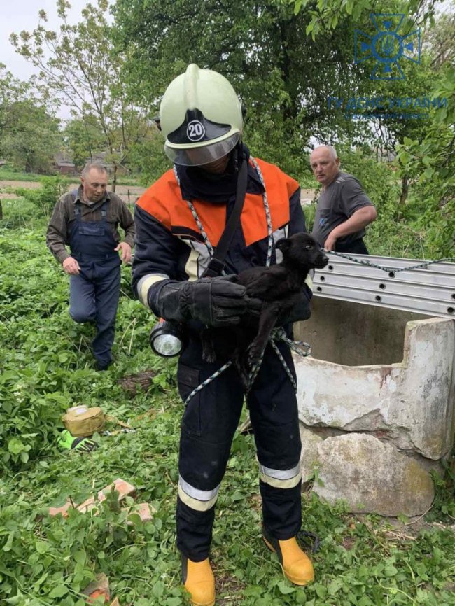 На Волині ДСНСники врятували щеня, яке впало в колодязь. ФОТО