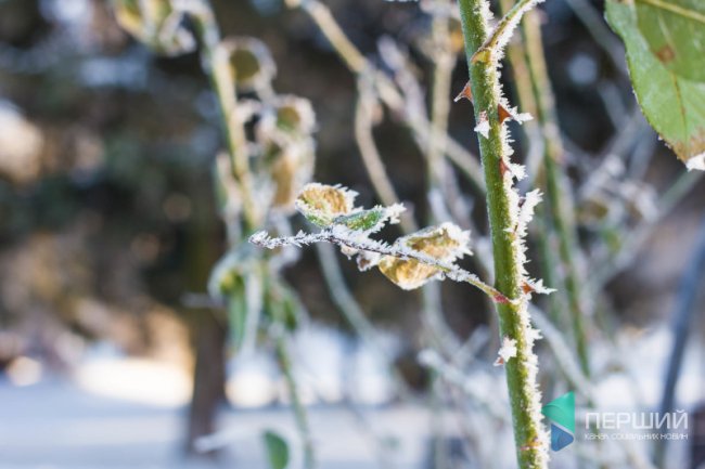 Мерехтливий сніг і кришталевий іній: Луцьк опинився у морозному полоні. ФОТО