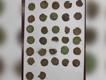 На Житомирщині знайшли найцінніший скарб за 100 років – тисячолітні монети. ВІДЕО