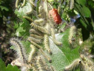 У районі та місті на Волині – карантин через поширення небезпечного шкідника