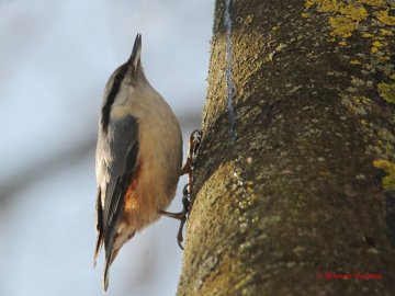 Пробудження природи: луцькі пернаті в об'єктиві фотографа