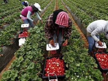 Українців обманюють з працевлаштуванням у Польщі і «викачують» гроші: як не потрапити на шахраїв