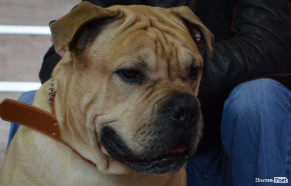 У Луцьку ‒ виставка собак. ФОТО