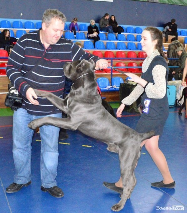У Луцьку ‒ виставка собак. ФОТО