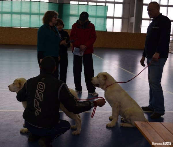 У Луцьку ‒ виставка собак. ФОТО