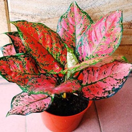 ТОП-7 небезпечних для дітей кімнатних рослин