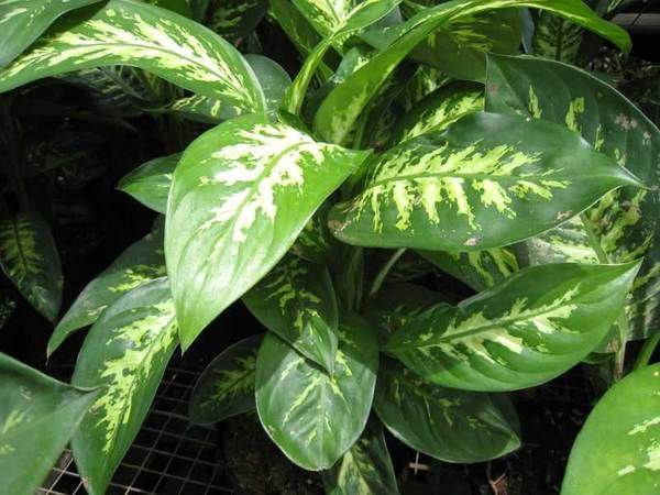 ТОП-7 небезпечних для дітей кімнатних рослин