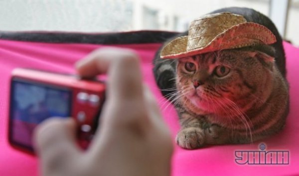 В Україні відбулась виставка екзотичних котів. ФОТО