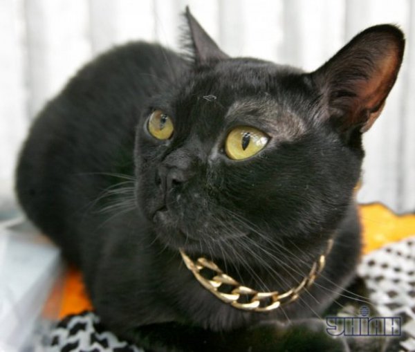 В Україні відбулась виставка екзотичних котів. ФОТО