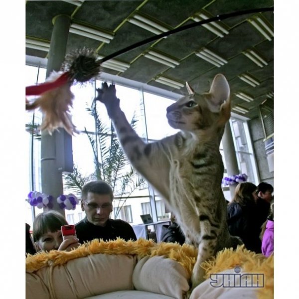 В Україні відбулась виставка екзотичних котів. ФОТО