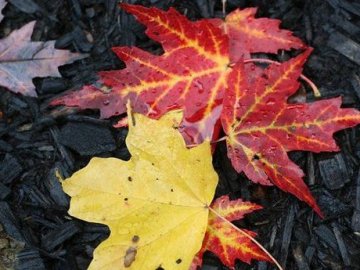 Якою буде погода у Луцьку завтра, 23 жовтня 